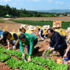 이마트, 신품종 배추 심어 국산 농산물 힘 키운다