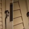 [한줄영상]‘함부로 문 열지 마세요!’ 문고리 지키는 뱀 발견