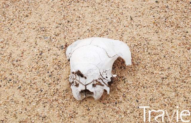 바양고비사막에서 발견한 동물의 해골