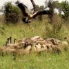 ‘뼈만 남긴’ 독수리 떼의 살벌한 식사 시간