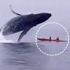 [주간 핫 영상] 카약 탄 커플 앞에 떠오른 거대 혹등고래 ‘하마터면’