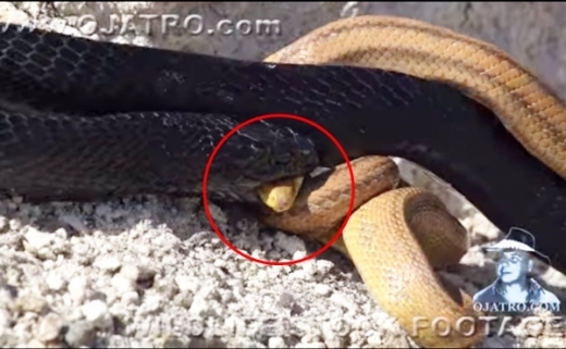 머리 먼저 물리는 순간 게임 끝!