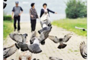 서울에만 4만 5000마리… ‘닭둘기’와 출구없는 전쟁