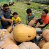 [포토] 대형 호박에 ‘눈이 휘둥그레’