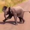 ‘어디서 본 건 있어서’ 새끼코끼리의 소심한 도발