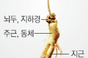 [우리동네 흥겨운 축제] 개성인삼 ‘출생지 논쟁’