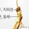 [우리동네 흥겨운 축제] 개성인삼 ‘출생지 논쟁’