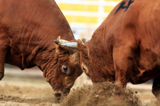 뿔과 뿔이 한판