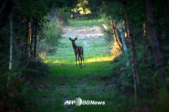 29일(현지시간) 프랑스 중부의 샹보르 지역의 숲 속에서 암사슴 한 마리가 카메라와 시선을 맞추며 뒤를 돌아보는 모습이 포착됐다. ⓒ AFPBBNews=News1