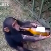 마시던 맥주 빼앗자 화내는 새끼 침팬지