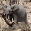 버팔로 쫓아가 상아로 찔러 죽이는 무서운 코끼리 포착