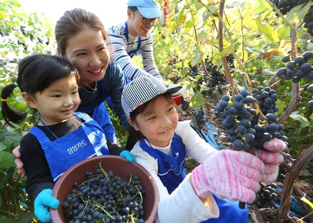삼성카드 임직원과 가족이 경기도 파주 산머루 마을에서 산머루 수확을 돕고 있다.  삼성그룹 제공