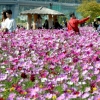 코스모스 만발한 가을…축제 즐기는 시민들