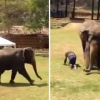 공격당하는 사육사 구하러 달려가는 코끼리