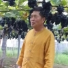 [이명선 기자가 만난 사람] 한 그루 3000송이 열리는 포도나무 기네스북 도전 도덕현 대표