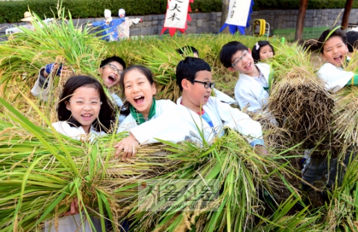 벼 수확 체험 즐거워