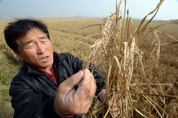 15일 충남 서산 부석면 간척지에서 농사를 짓는 구자승씨가 극심한 가을 가뭄 탓에 말라 죽은 벼를 들어보이고 있다.  서산 도준석 기자 pado@seoul.co.kr