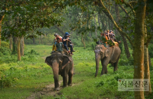 코끼리를 타고 치트완 국립공원 트레킹을 즐기고 있는 여행객들. &#58532;
