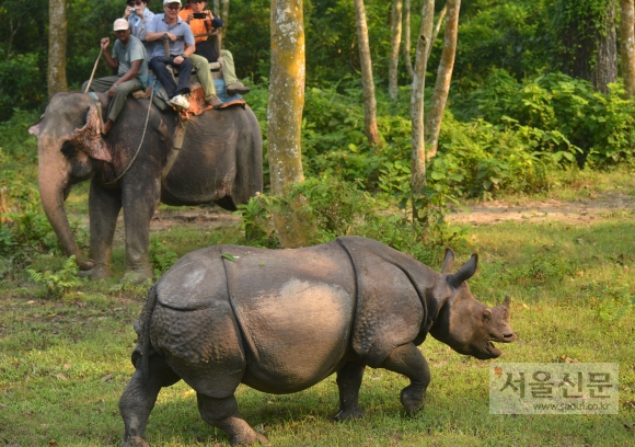 코끼리 트레킹을 즐기다 마주친 외뿔코뿔소.
