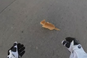 교차로 한가운데 헤매던 새끼 고양이 구한 바이커