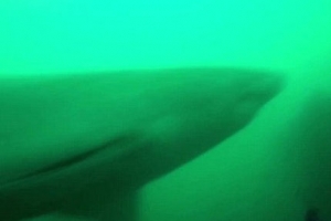 작살낚시 중 거대 백상아리와 마주한 잠수부