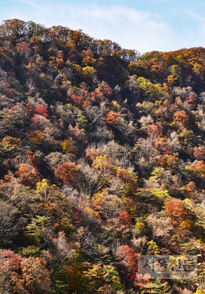 다양한 빛깔의 나무들이 어울린 구룡령 옛길.
