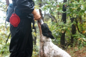 인명구조견 재도전하는 복제견 ‘다솔이’