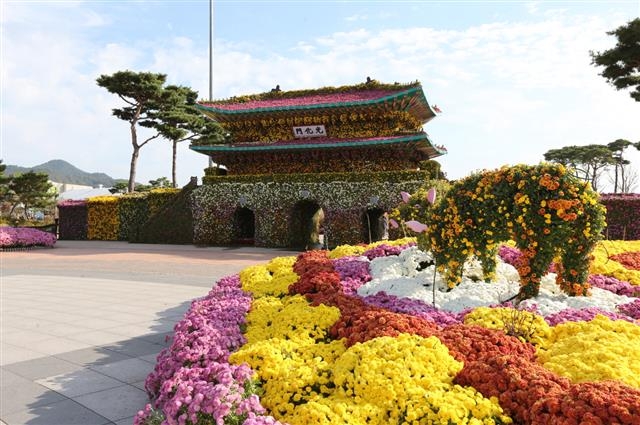 전남 함평군 함평읍에서 열리는 ‘2015 대한민국 국향 대전’은 지역의 청정 이미지를 높이는 명품 축제이다. 사진은 중앙 광장 출입문인 국화로 만든 광화문. 