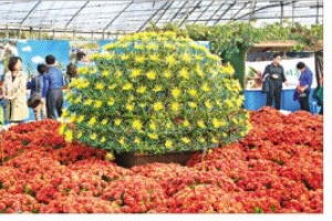 [우리동네 흥겨운 축제] 한 뿌리서 1536송이…1년 6개월 애지중지