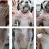 반려애수 임상실험 결과 발표, 강아지 피부질환 개선 여부… 결과는?