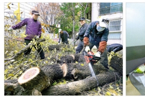 가지 치고 이웃 돕고… 노원표 ‘일석이조’ 행정