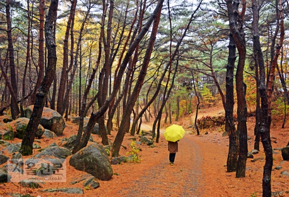 솔갈비로 뒤덮인 북지장사 소나무 숲길