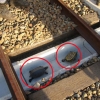 철로 밑 거북이 통행로 만들어준 일본 철도회사