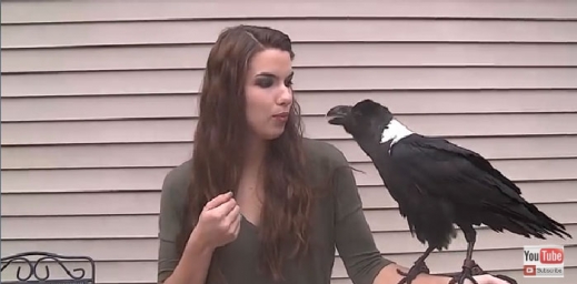 [깜짝영상] 말하는 흰목까마귀... 귀찮을땐 동문서답