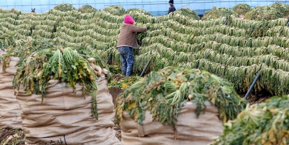 7일 오전 경남 산청군 단성면 관정마을 작업장에서 주민들이 시래기를 만들기 위해 무청을 널고 있다. 웰빙 열풍으로 시래기의 인기가 높다. 산청 연합뉴스