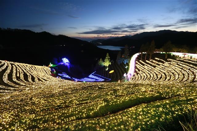 전남 보성차밭 빛축제에서 차밭을 장식한 발광다이오드(LED) 전구가 빛을 내며 환상적인 풍경을 연출하고 있다. 지난해 사진이다.  보성군 제공