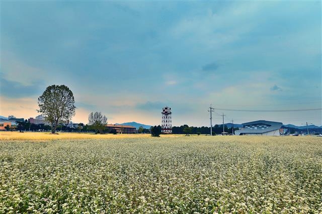 지난여름 강원 춘천 도심에 공터로 남아 있는 옛 캠프페이지 터에 시범적으로 심어 놓은 메밀이 장관을 이루고 있다. 춘천시 제공