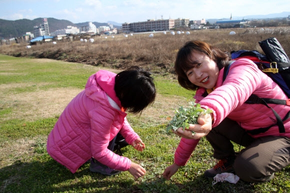 한겨울에 쑥이 났어요