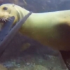 [잼난영상] ‘나 오리 아니야!’ 잠수부 오리발 물어뜯는 바다사자