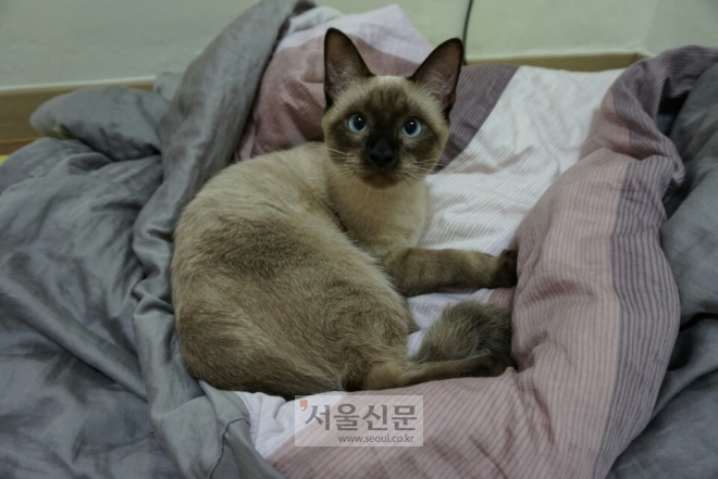 다섯 집 중 한 집꼴 “반려동물 키워”… 고양이 집사들 3년 새 60% 급증. 서울신문 DB.