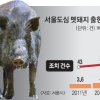 하루 한 마리꼴… 멧돼지의 역습