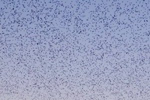 가창오리떼 군무