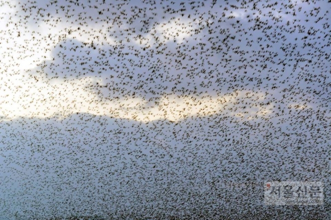 가창오리떼 군무