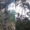 [별별영상] 버스정도 길이는 됨직한…중장비로 옮겨지는 ‘괴물뱀’
