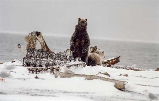 알래스카 북극곰과 회색곰