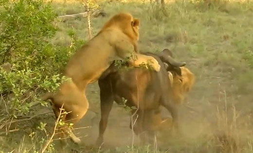 유튜브 영상 캡처 (Kruger National Park)