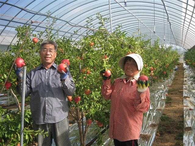 희망을 위해 찾은 제2의 고향 고흥에서 유자와 석류 생산으로 연 18억원의 소득을 올리고 있는 송재철씨 부부. 고흥군 제공