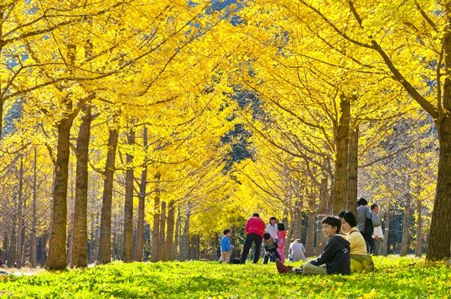 홍천의 가을을 대표하는 내면 은행나무숲.