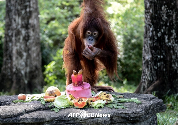 31일(현지시간) 말레이시아 쿠알라룸푸르의 국립공원에서 11살 생일을 맞은 수마트라 오랑우탄 ‘쓰나미’가 과일로 만든 생일 케이크를 먹고 있다. ⓒ AFPBBNews=News1