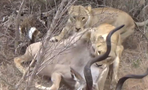 유튜브 영상 캡처 (Kruger National Park)